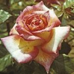 andersonrosagaygordonsfloa269a