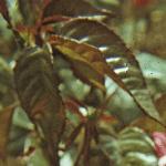 andersonrosagaygordonsfola269