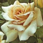 andersonrosamichelemeillandfloa261a