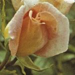 andersonrosamichelemeillandflosingleopena261a