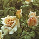 andersonrosamichelemeillandflosa261a