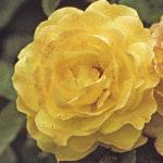 andersonrosapeergyntflosinglemiddlea82
