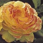 andersonrosapeergyntflosingleyounga82a