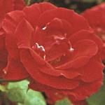 andersonrosaprestigefloa258a
