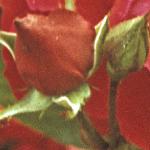 andersonrosaprestigeflobudsa258