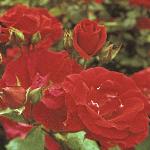 andersonrosaprestigeflosa258a