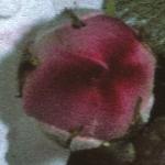 rosaadelaidedorleansflobudopen