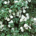 rosaadelaidedorleansfloclimberontree