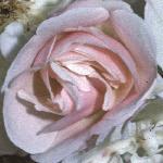rosaadelaidedorleansflosingle1