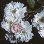 rosaadelaidedorleansflos1
