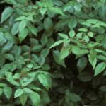 rosaadelaidedorleansfolclimberontree