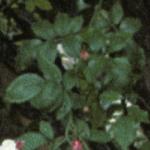 rosaadelaidedorleansfol