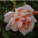 rosaalbertineflorogerltd