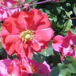 rosaberkshireflos