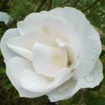rosablancdoubledecoubertflorogerltd