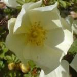 rosacantabrigiensisflorogerltd