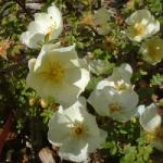 rosacantabrigiensisflosrogerltd
