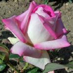 rosacatherinecooksonflorogerltd