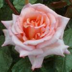 rosacompassionflorogerltd