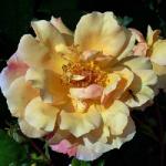 rosacopperdelightflorogerltd