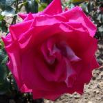 rosadarlingjennyflorogerltd