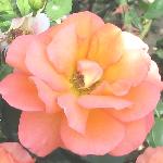 rosadawnchorusflo