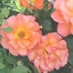 rosadawnchorusflos