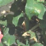 rosadawnchorusfol