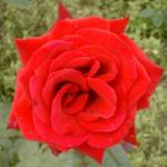 rosadeepsecretflorogerltd