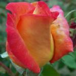 rosadieweltflorogerltd