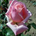 rosadoncharltonflorogerltd
