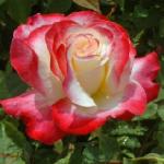 rosadoubledelightflorogerltd