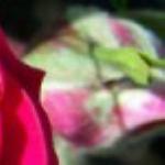 rosaexcelsaflobudorogerltd