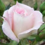 rosafigurineflorogerltd