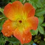 rosafoetidabicolorflo1rogerltd