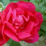 rosagallicaofficinalisflorogerltd