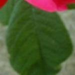 rosagallicaofficinalisfolrogerltd