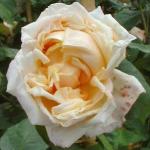 rosagloirededijonflorogerltd