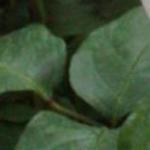rosagloirededijonfolrogerltd