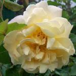 rosagoldenramblerflorogerltd