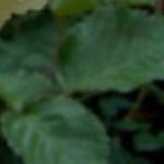 rosagoldenramblerfolrogerltd