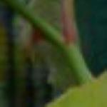 rosagoldenramblerfolstemrogerltd