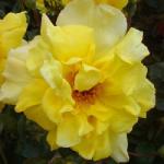 rosagoldenshowersflorogerltd