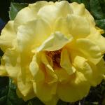 rosagoldenweddingflo1