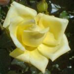 rosagoldilocksflorogerltd