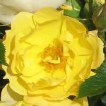 rosagwentflo1