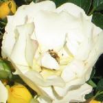 rosagwentflo4