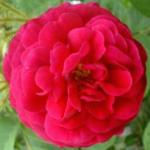 rosahenrimartinflorogerltd