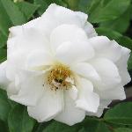 rosaicebergflo1