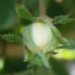 rosakiftsgateflobudorogerltd